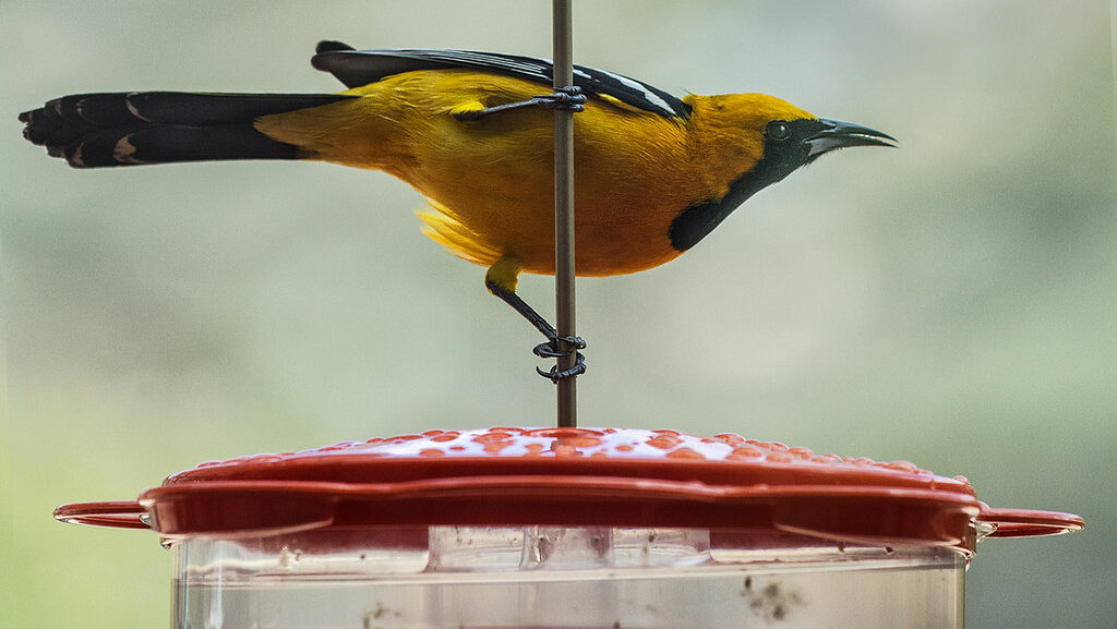 Hooded Oriole perched on top of nectar bird feeder in backyard setting