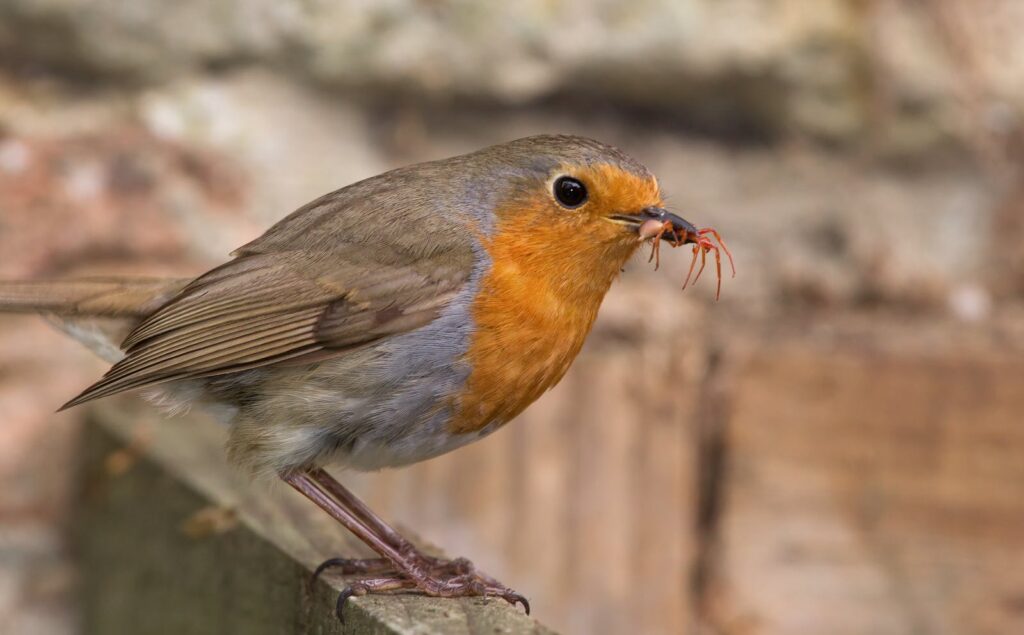 A European robin holds an insect in its beak, perched on a wooden fence outdoors.
