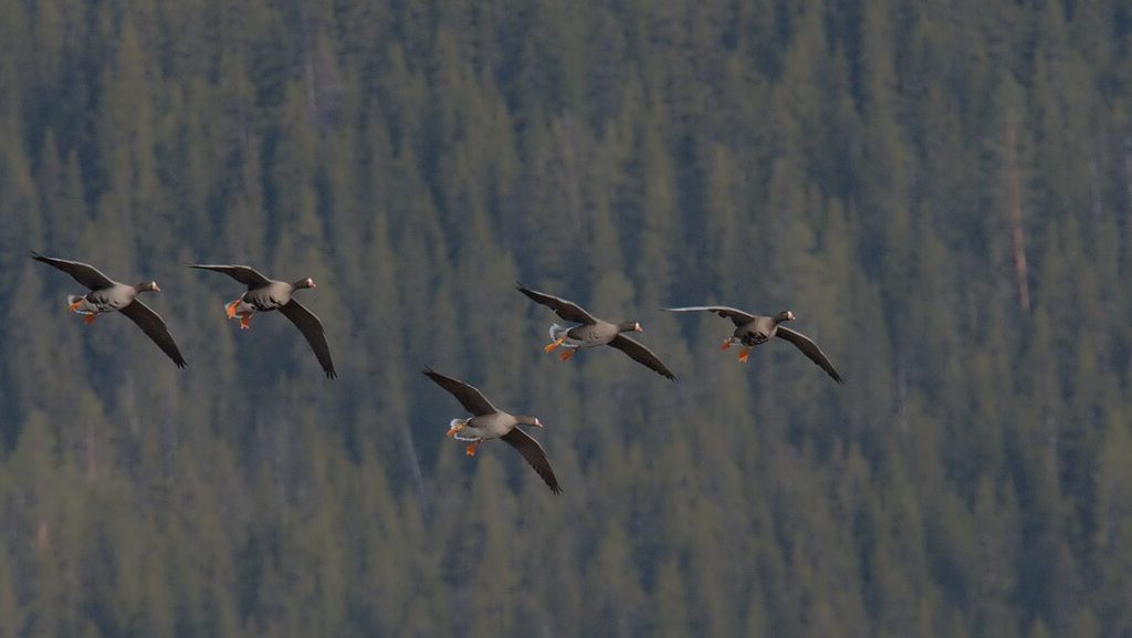 Flock of Lesser White-fronted Geese flying in formation above a forested landscape