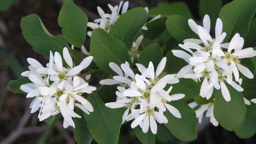 Delicate white Serviceberry flowers bloom among green leaves.