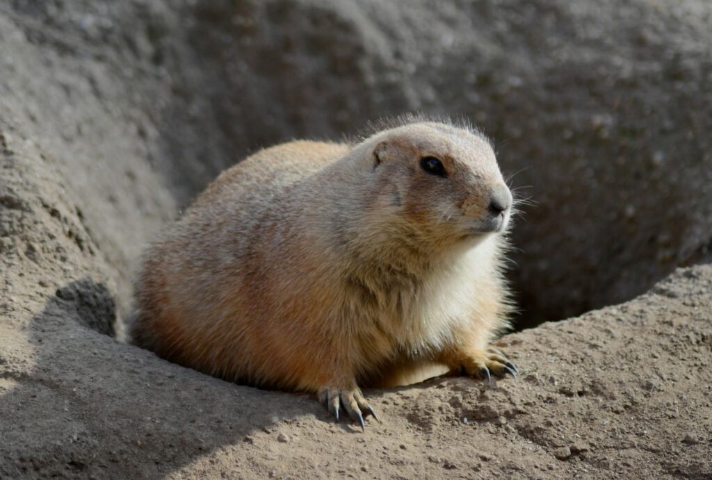 A cute prairie dog perched on rocky terrain, showcasing its furry texture.