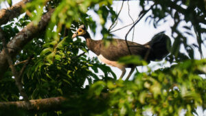 Maleo bird standing on a branch, partially hidden by green leaves