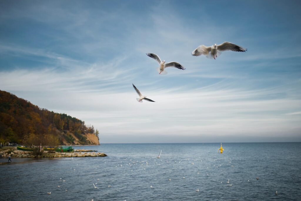 Seagulls gracefully fly above the serene sea near Gdynia's rocky coastline.