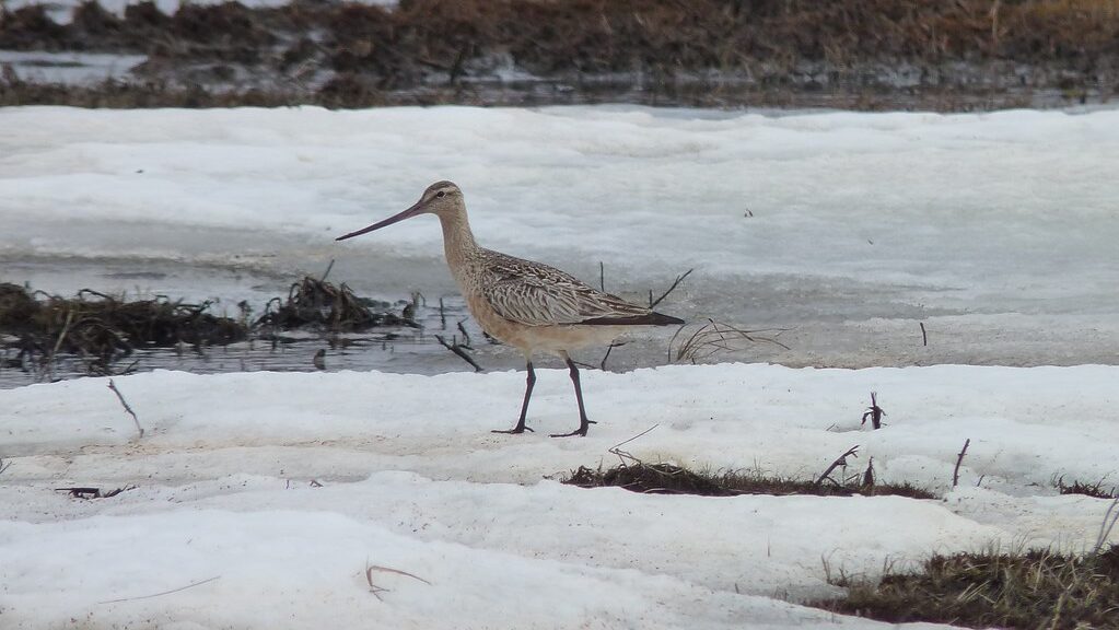 Bar-tailed Godwit walking on an icy surface in a tundra habitat
