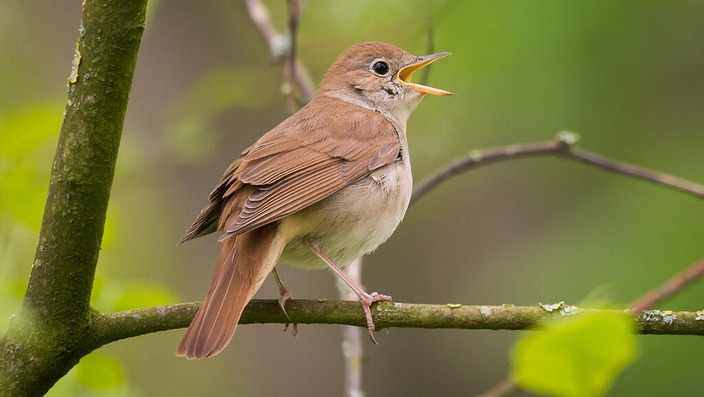 A Common Nightingale is perched on a branch, its beak open.