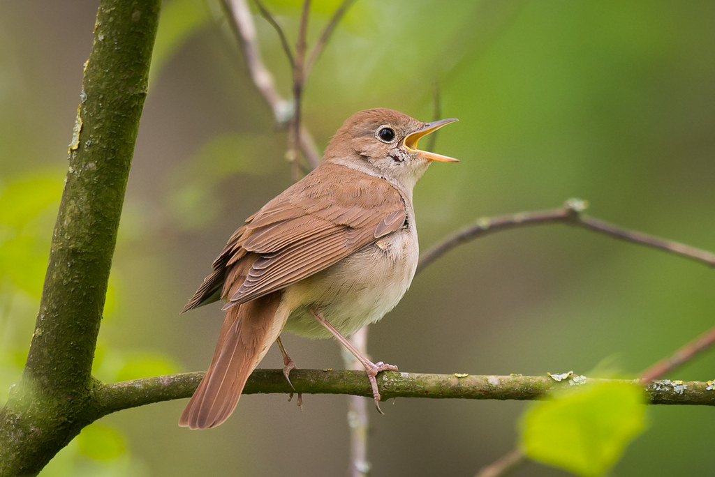 A Common Nightingale is perched on a branch, its beak open.