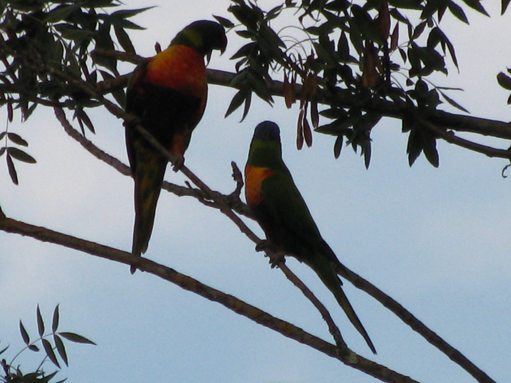 Two rainbow lorikeets sit on tree branches.