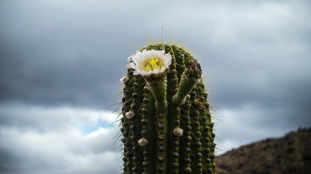 Close-up of a blooming saguaro cactus flower in the desert