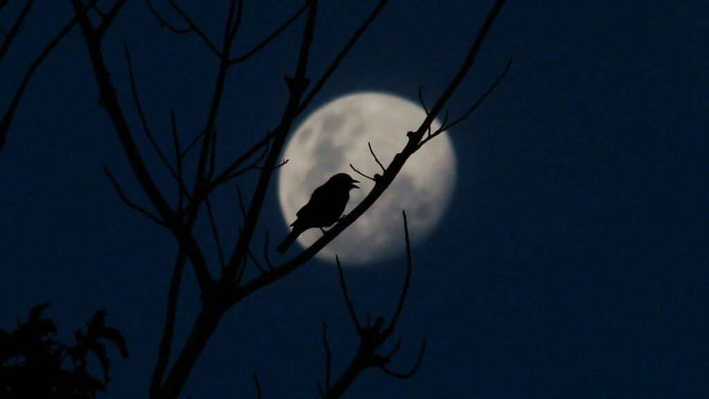 Silhouette of a bird perched on a branch with the full moon glowing in the night sky