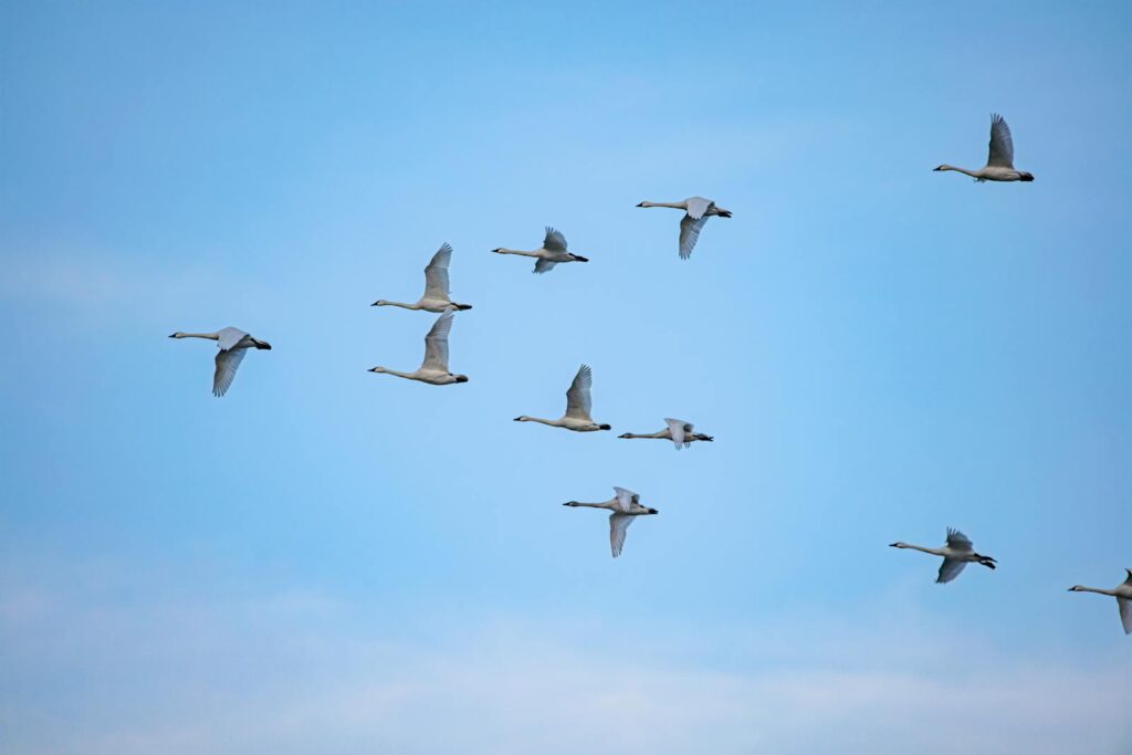 A Trumpeter Swan with white feathers and a long neck flies gracefully.