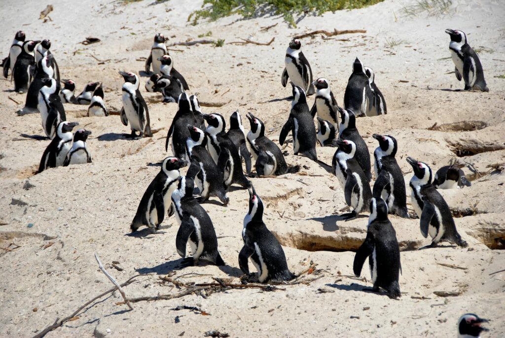 Numerous African Penguins gather on a sandy beach, showcasing wildlife in its natural habitat.