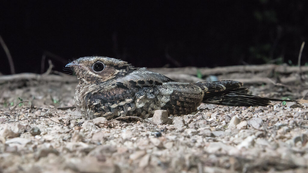 Indian Nightjar perched on a gravel path