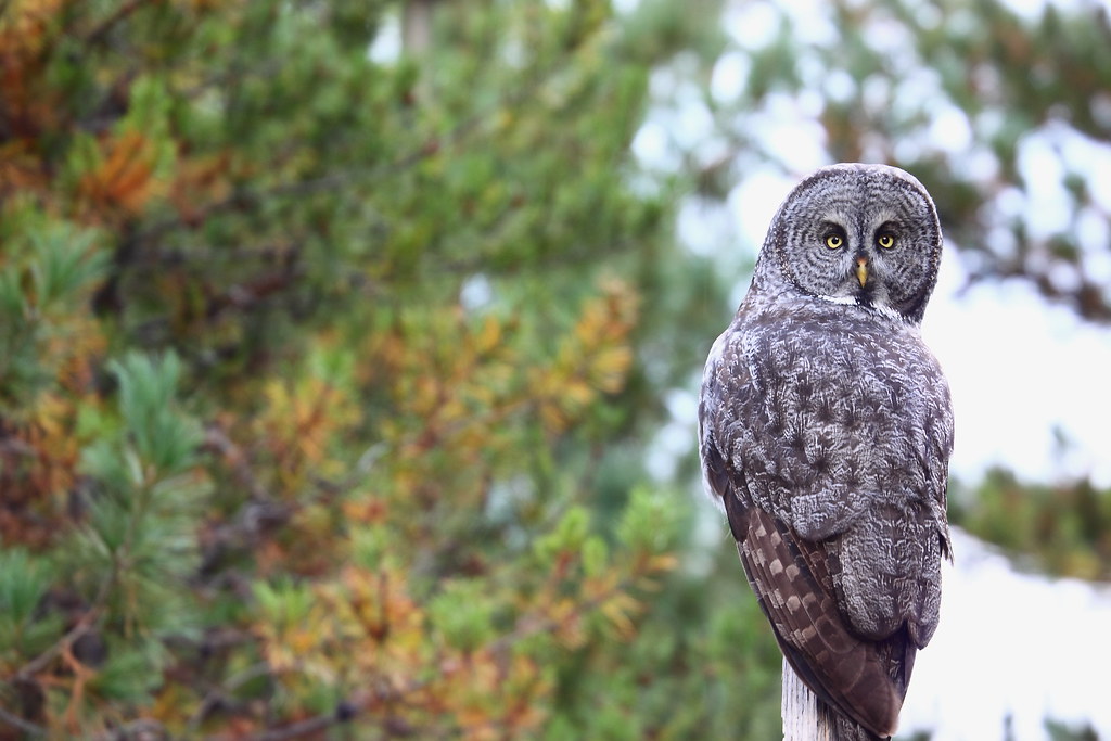 A Great Grey Owl perches on a branch, its gaze fixed.