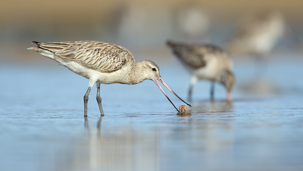 Bar-tailed Godwit picking up a crab with its beak in shallow coastal water
