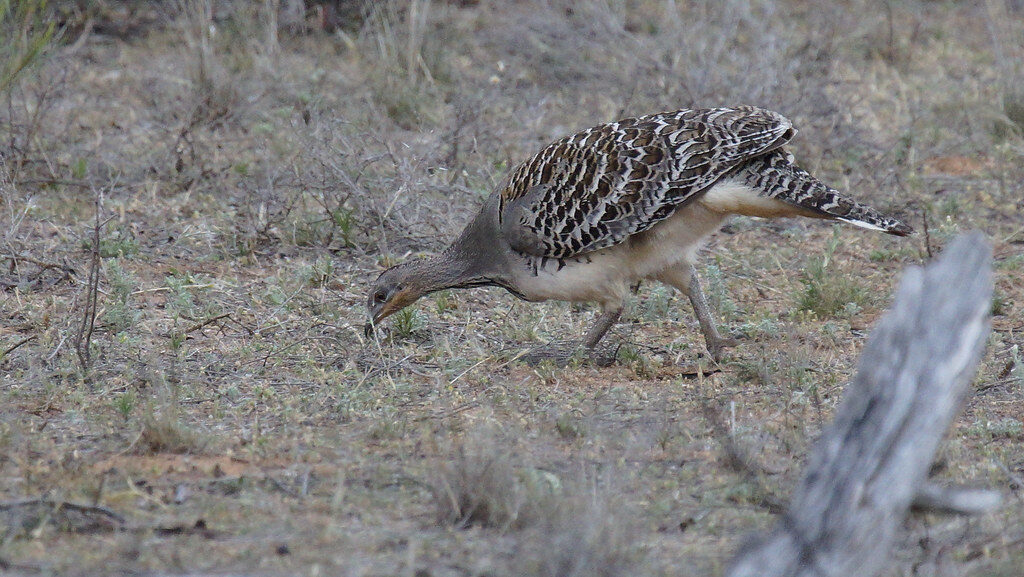 Malleefowl searching for food on the dry forest ground
