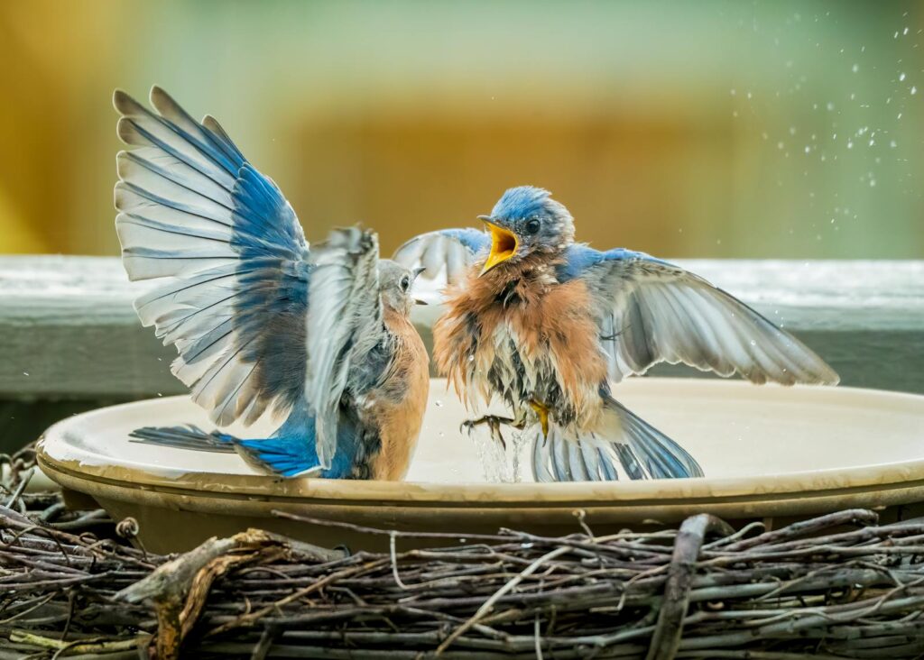 Two Eastern Bluebirds energetically splashing in a birdbath.