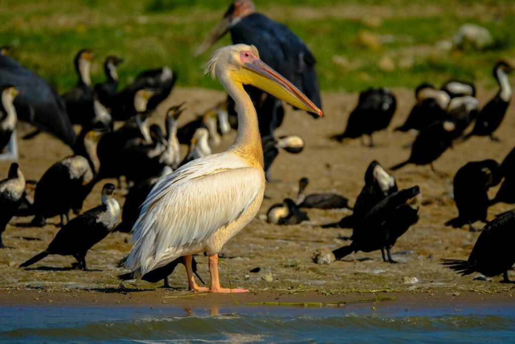 Wild pelican with white plumage and long beak standing near lake on coast.
