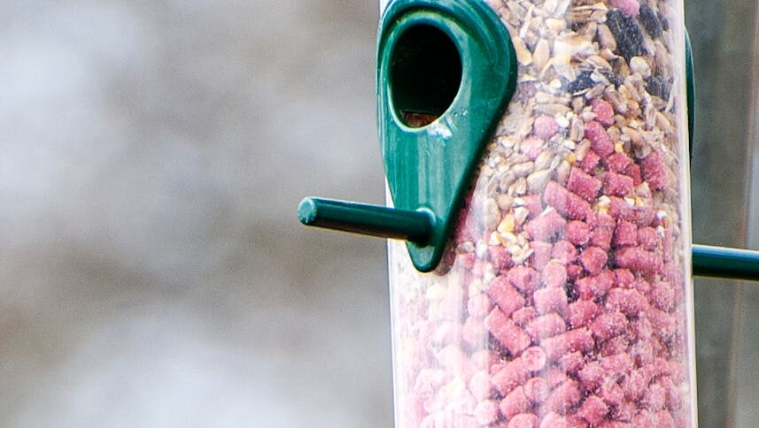 Bird feeder filled with colorful mixed bird feed