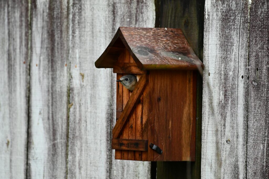 A bird peeks out from a wooden birdhouse mounted on a rustic fence.