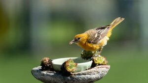 yellow oriole eating from a bird feeder bowl in a backyard garden