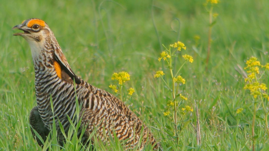 A Greater Prairie Chicken with striped plumage and an orange neck patch stands in a field.
