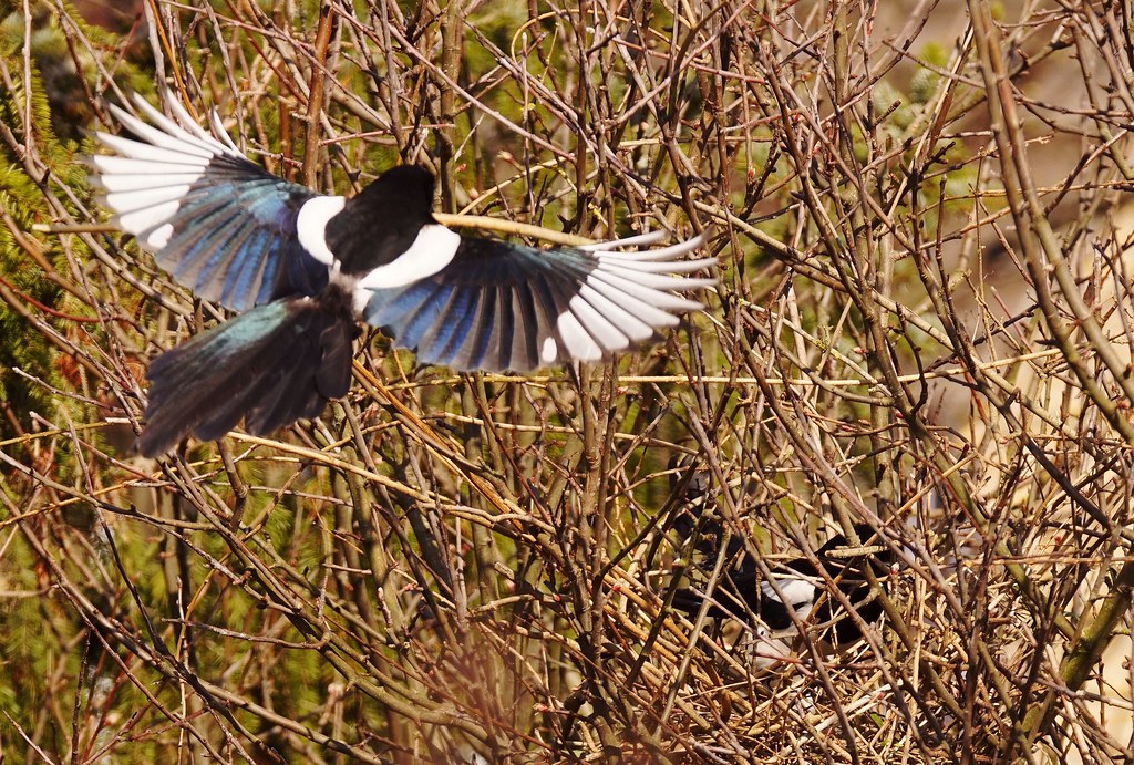 A Eurasian Magpie flies among branches.