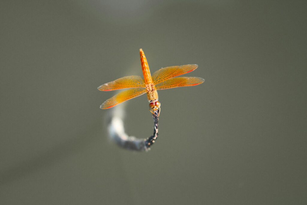 Vivid orange dragonfly perched on a stick in a detailed macro shot.