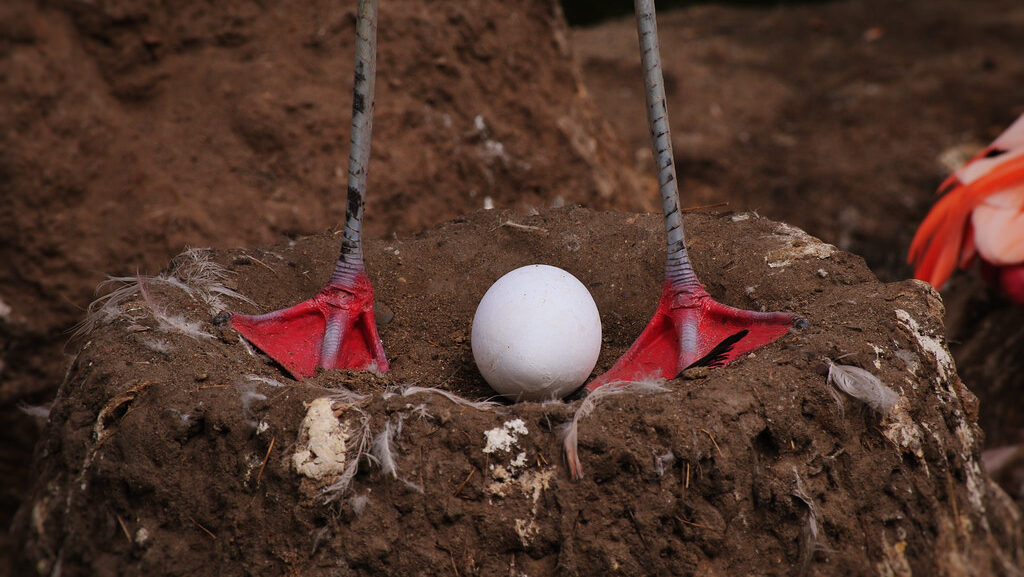 Flamingo egg inside a nest