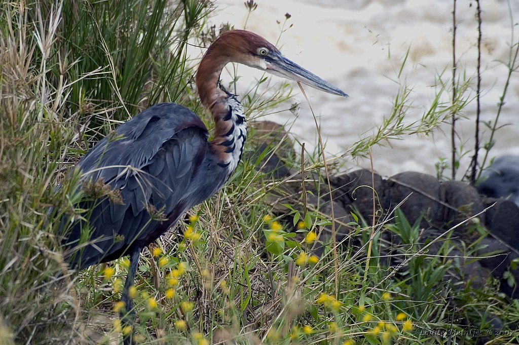 A Goliath Heron stands tall among green and yellow foliage.