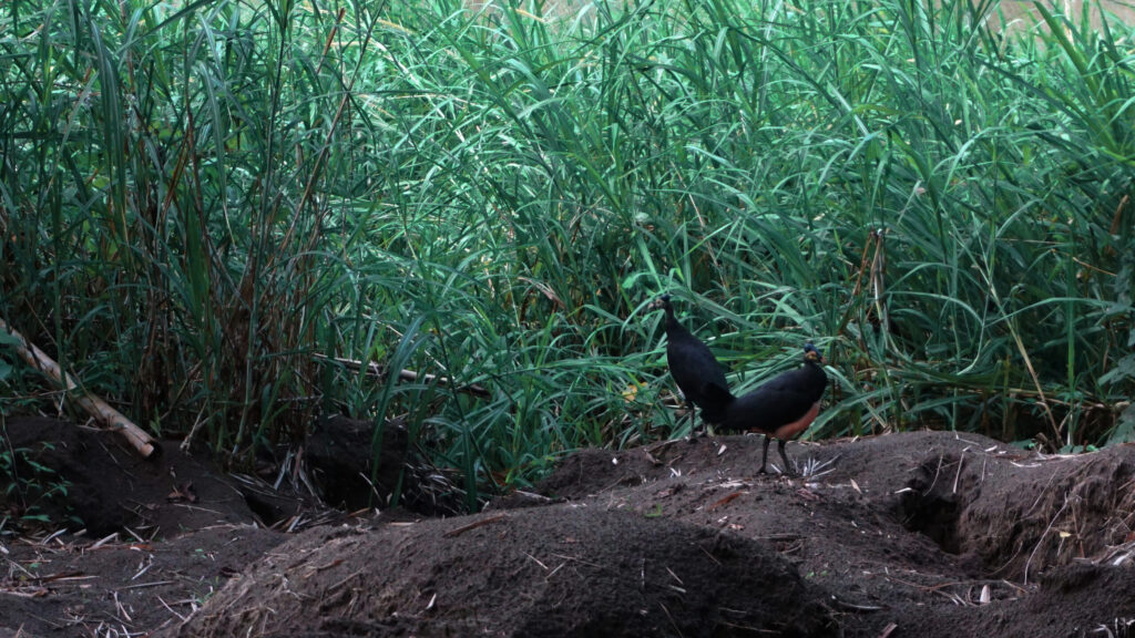 Pair of Maleo birds standing on top of soil piles