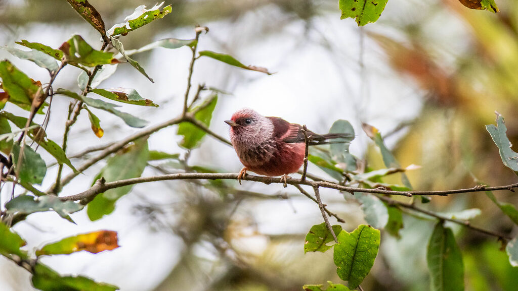 A small Pink-headed Warbler sits perched on a slender branch among foliage.