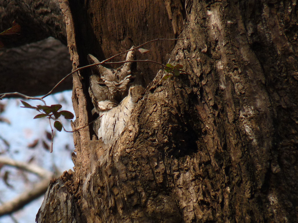 An Indian Scops Owl is camouflaged inside a tree hollow.