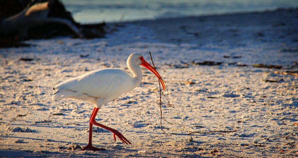 White ibis bird on a sandy beach carrying sticks in its beak during daytime.