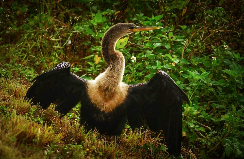 An anhinga bird spreads its wings amidst lush greenery, showcasing its natural habitat.