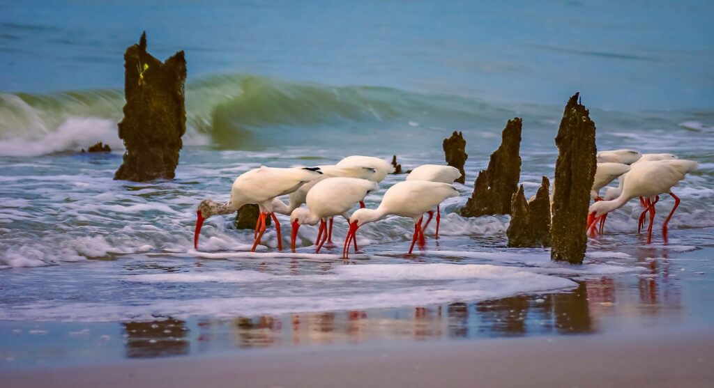 White ibis birds feeding in ocean waves next to driftwood on a sandy beach.