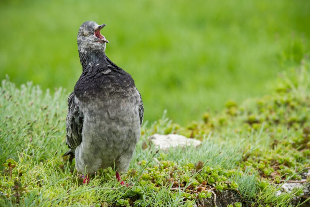 A close-up of a yawning pigeon on grass in Kraków, Poland, showing natural wildlife behavior.