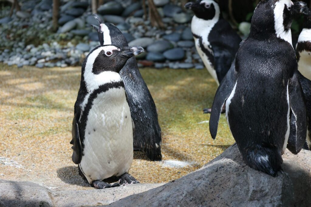 Close-up shot of African penguins waddling outdoors on a sunny day.