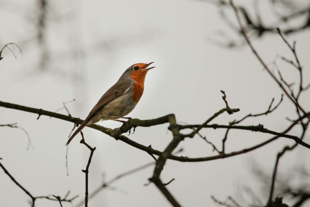 A European robin singing perched on a tree branch.