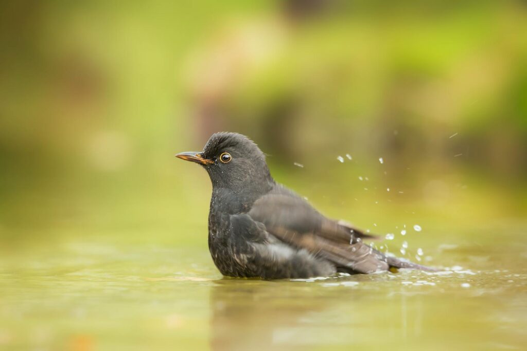 Close-up of a blackbird enjoying a bath in a natural water setting.