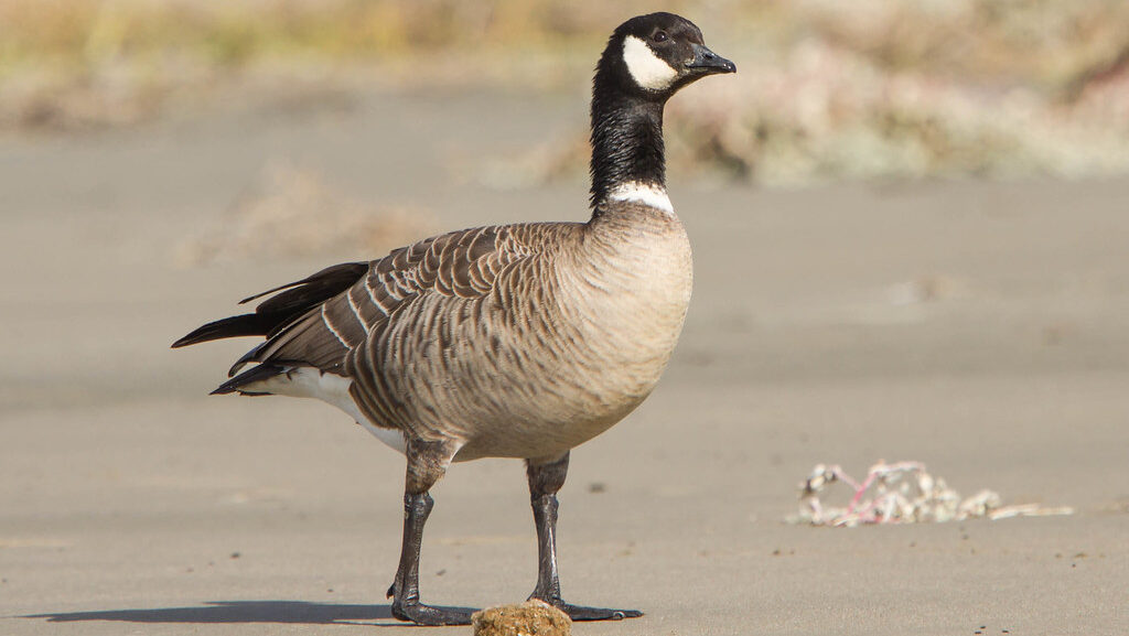 Aleutian Cackling Goose standing on sandy ground