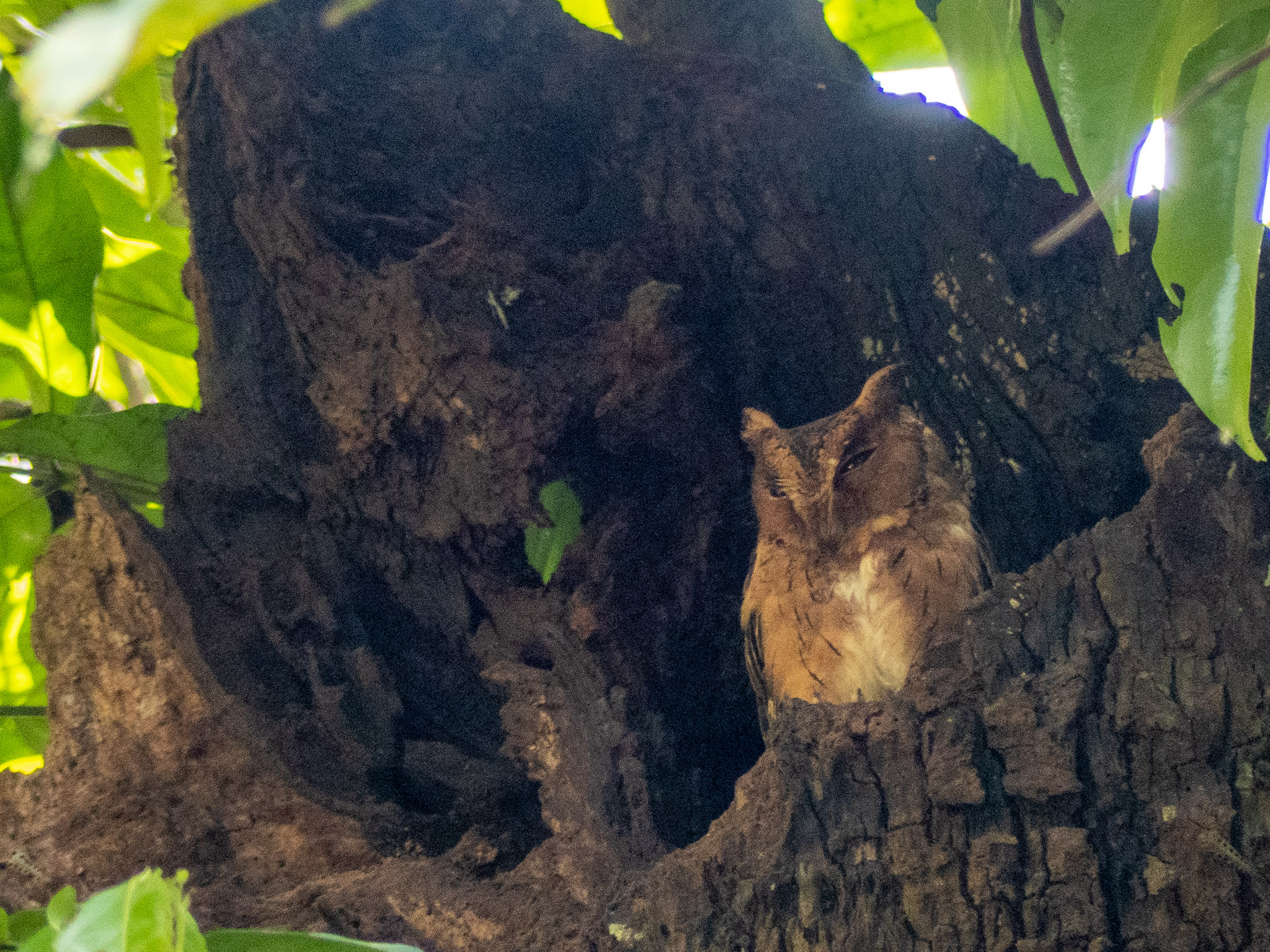 A sleepy Indian Scops Owl rests inside a dark tree cavity.