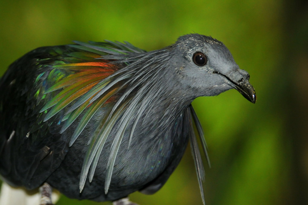 A Nicobar pigeon with its distinctive ruffled neck feathers and dark eyes.