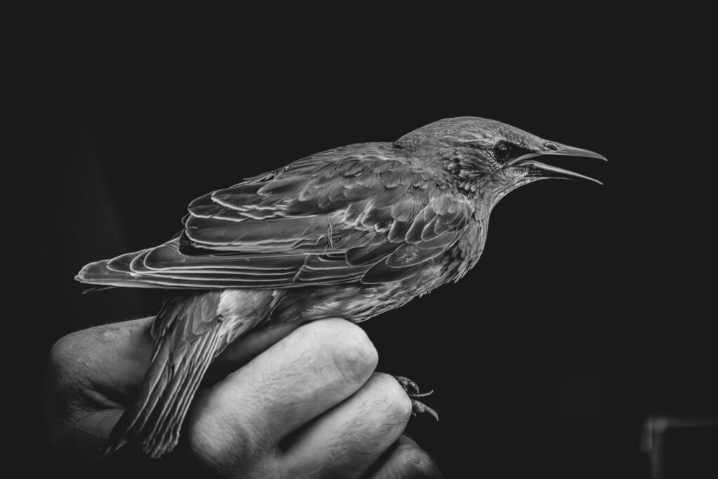A person holding a small bird in their hand