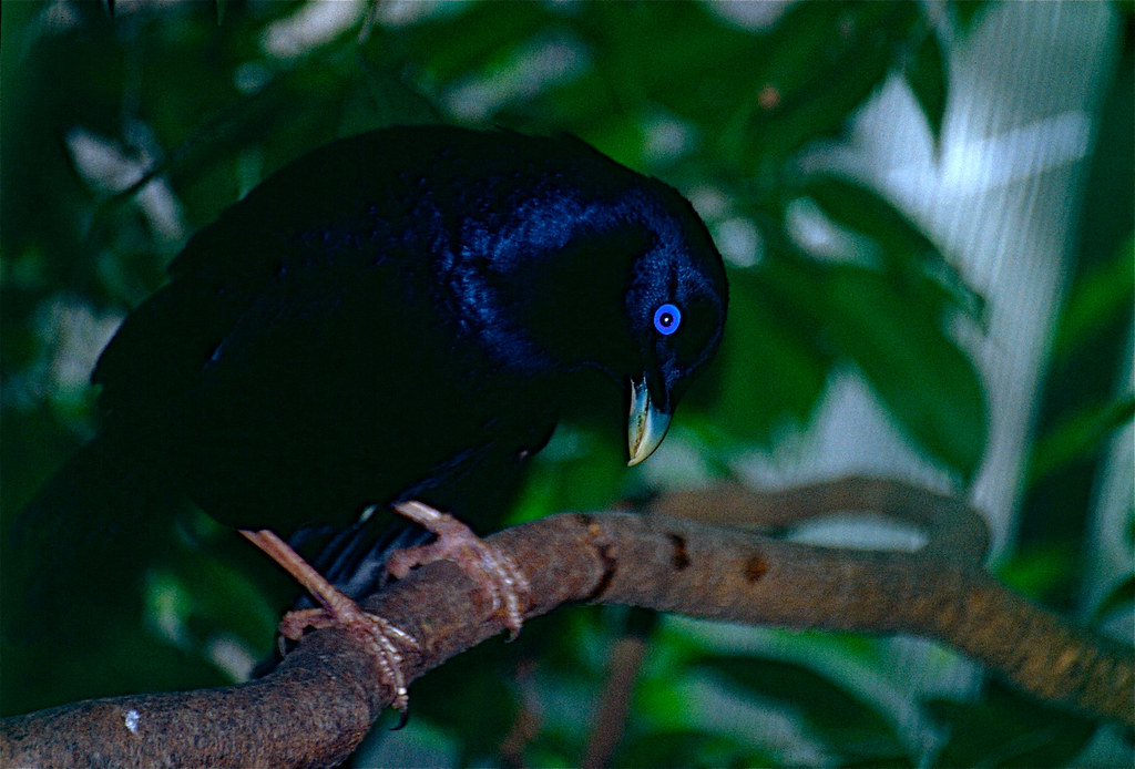 Satin Bowerbird with a striking blue eye perches on a branch.