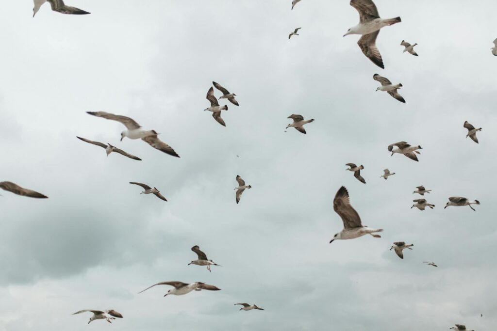 A majestic flight of seagulls captures the essence of nature under a grey sky.