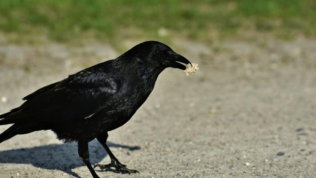Black crow holding food in its beak while standing on a sandy path