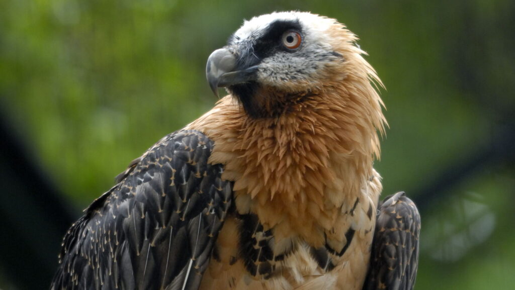 Bearded Vulture resting behind a log