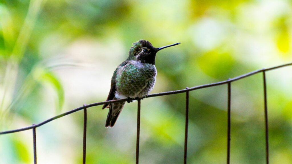 A Bee Hummingbird perched on a metal railing