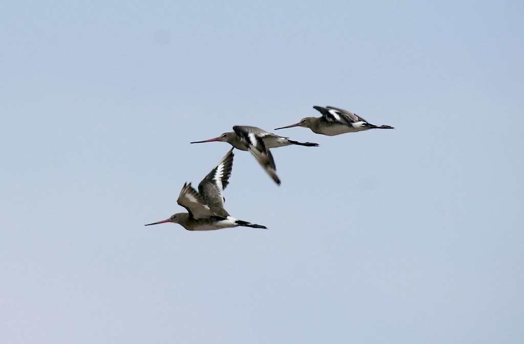 Three black-tailed godwits fly with wings spread against a light sky.