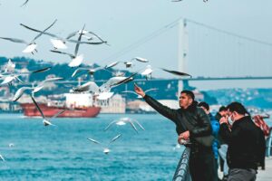 A flock of Black-headed Gulls flies around a man feeding them by the water.
